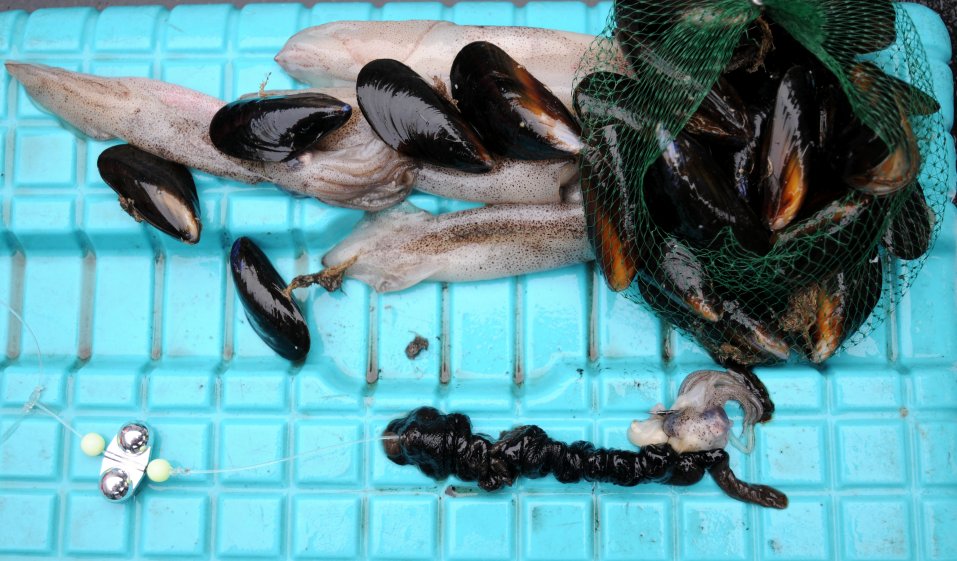 Bait Selection