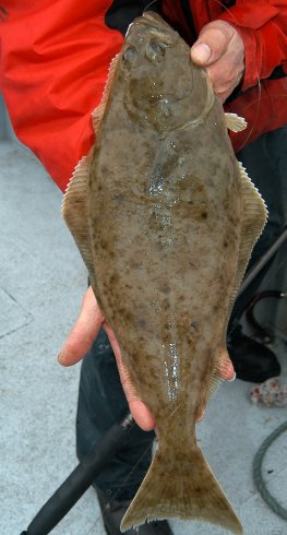 Small Halibut Small Halibut