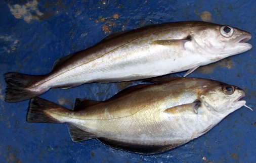 Winter Whiting and Pouting Winter Whiting and Pouting