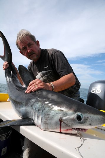 Phill Williams small Porbeagle