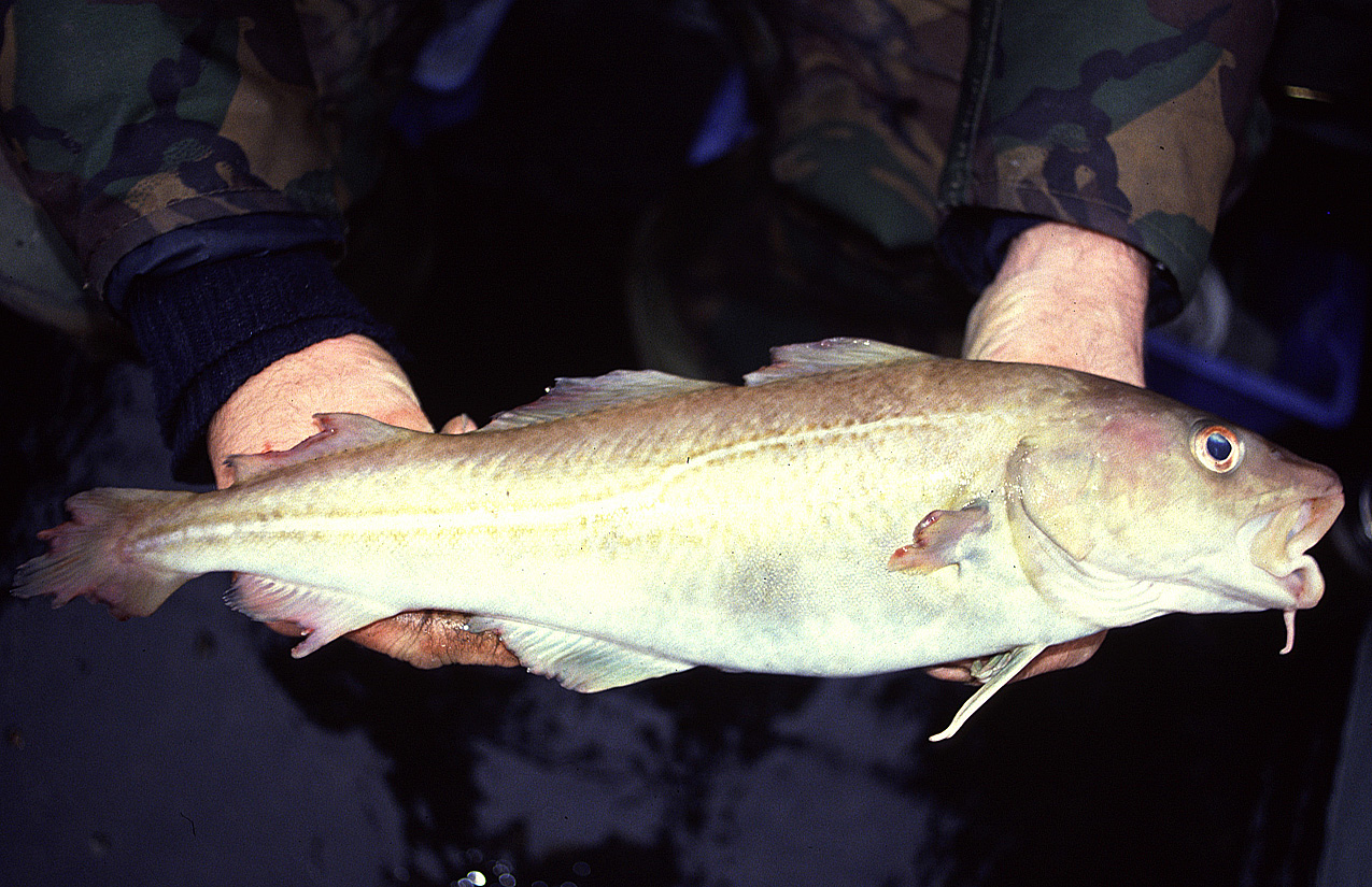 F3 - Sickbay - Fishery Sciences - Articles